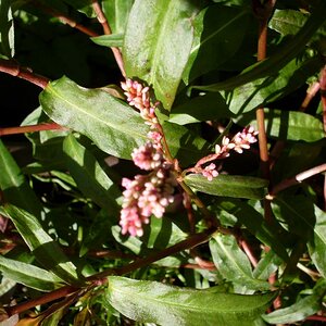 Polygonum Spec. Pak Cho