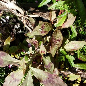 Polygonum Spec. Thailand