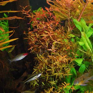 Rotala Macrandra