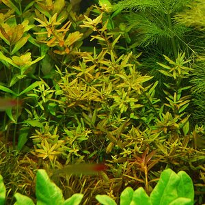 Rotala Rotundifolia