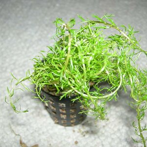 Myriophyllum Mezianum - 001