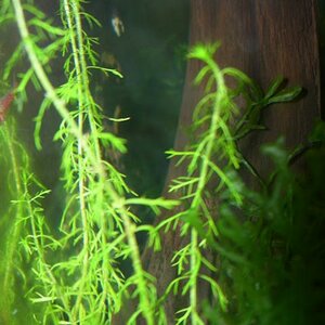 Myriophyllum Mezianum - 002