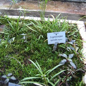 Cryptocoryne Spiralis