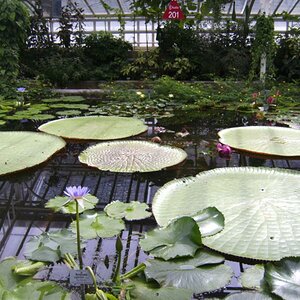 Victoria Amazonica