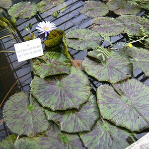 Nymphaea-hybride "bagdad"