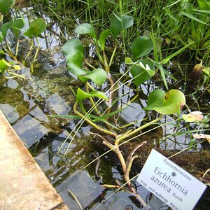 Eichhornia Azurea