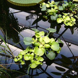 Eichhornia Sp.