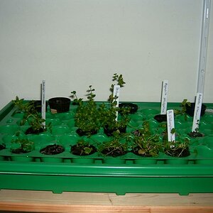 Pflanzen In Multitopfplatte