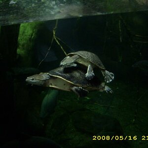 Schildkröten Im Amazonienhaus