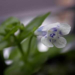 Hedyotis Salzmannii Flower3