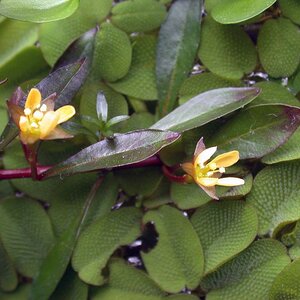 Larcuata-flower1