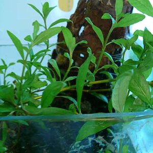 Hygrophila Polysperma