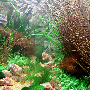 Zierfische & Aquarium Messe 08