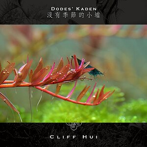 Cliffhui Rotalarotundifolia
