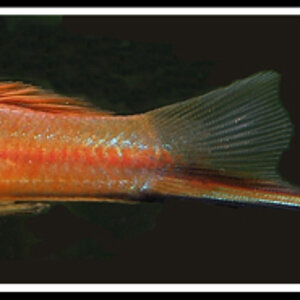 Xiphophorus Hellerii 1 Imnetz