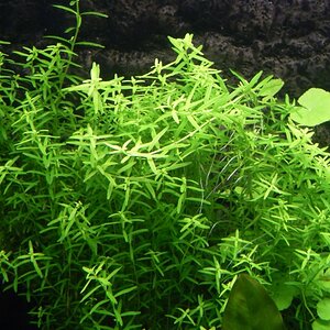 Rotala Sp. "green"