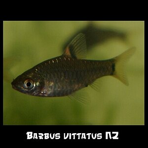 Barbusvittatus