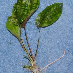 Cryptocoryne