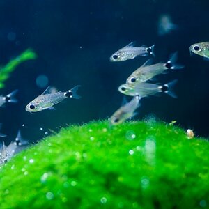 Corydoras Hastatus - 004