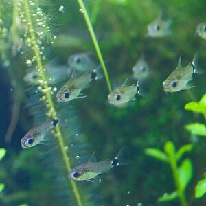 Corydoras Hastatus - 005