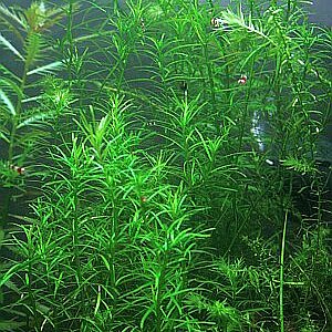 Lagarosiphon Madagascariensis 01