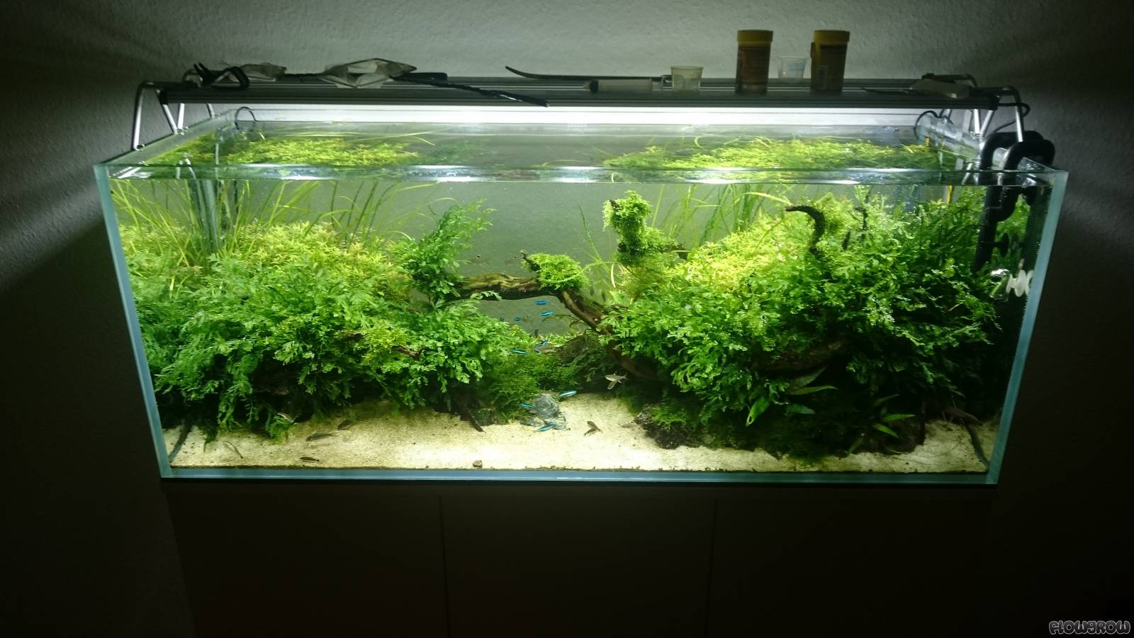 120P - Aquascape - Flowgrow Aquascape/Aquarien-Datenbank