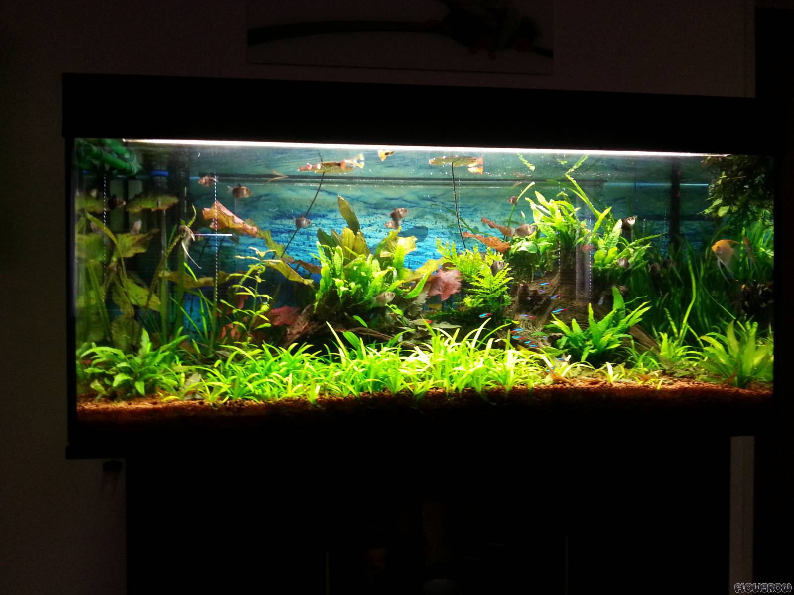 300L Aquarium - Flowgrow Aquascape/Aquarien-Datenbank