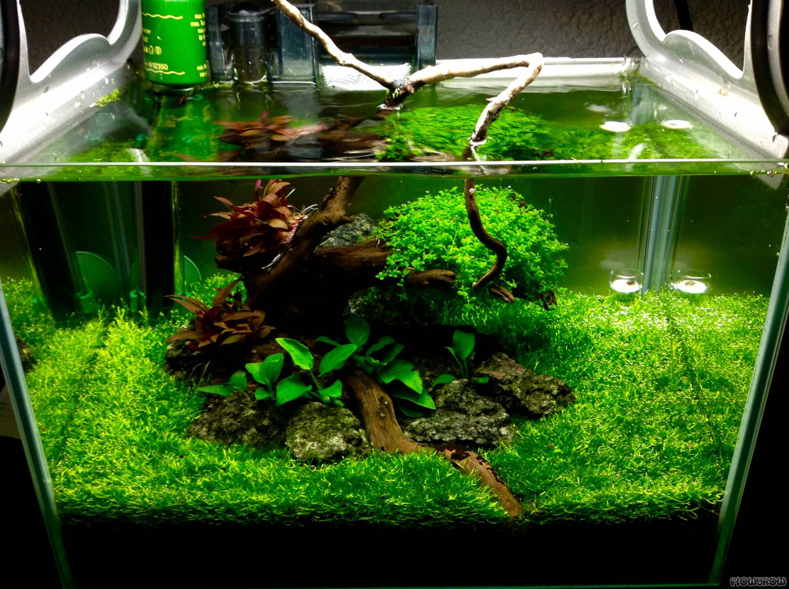 30l Becken - Flowgrow Aquascape/Aquarien-Datenbank