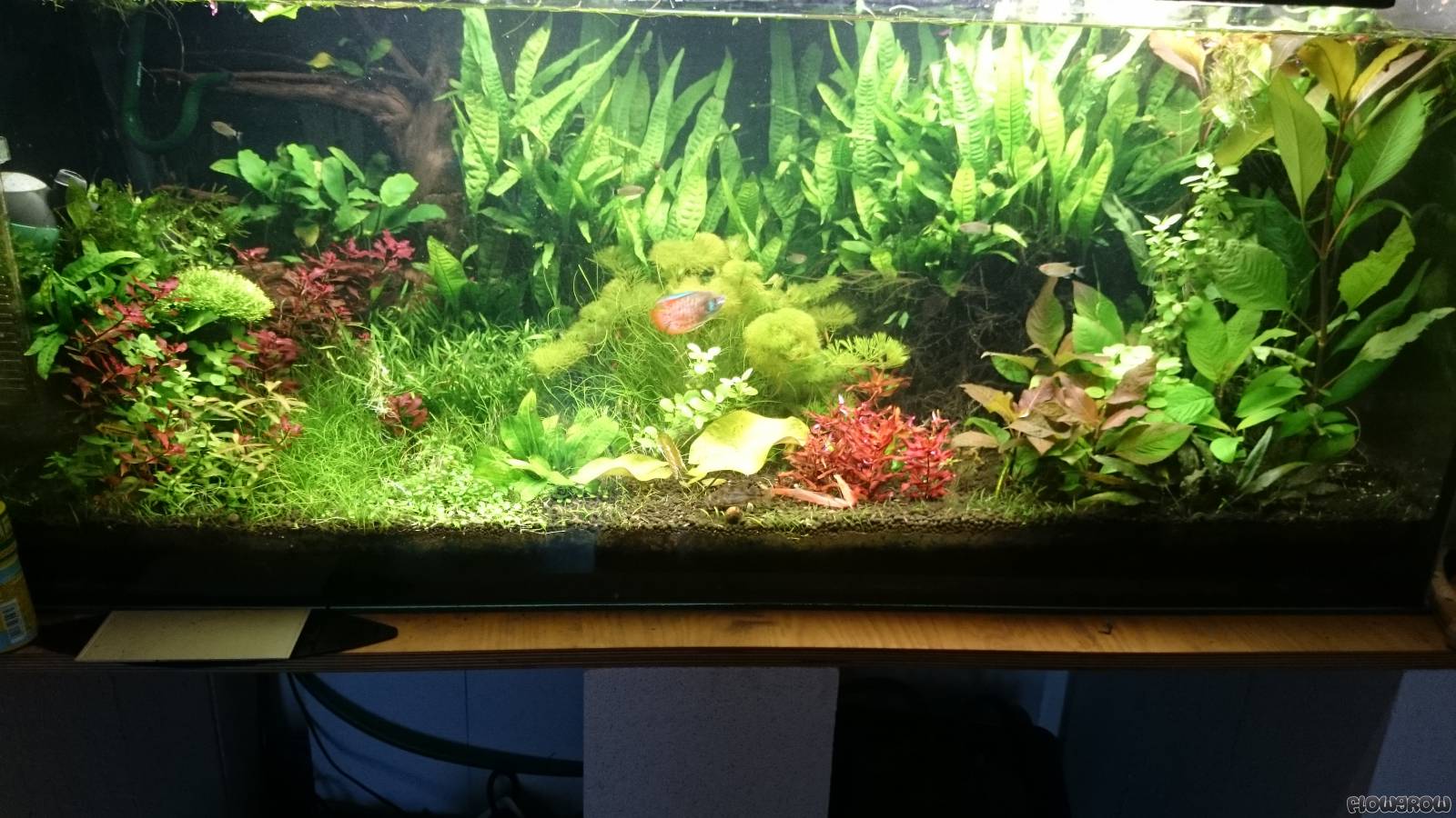 Aktuelles Becken Flowgrow Aquascape/AquarienDatenbank