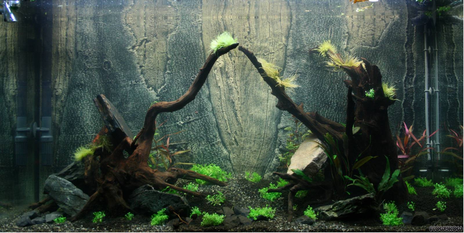 Nano Silvae - Flowgrow Aquascape/Aquarien-Datenbank