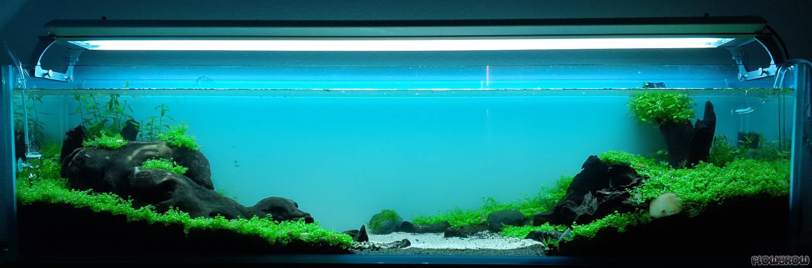 Amimitl Flowgrow Aquascape/AquarienDatenbank