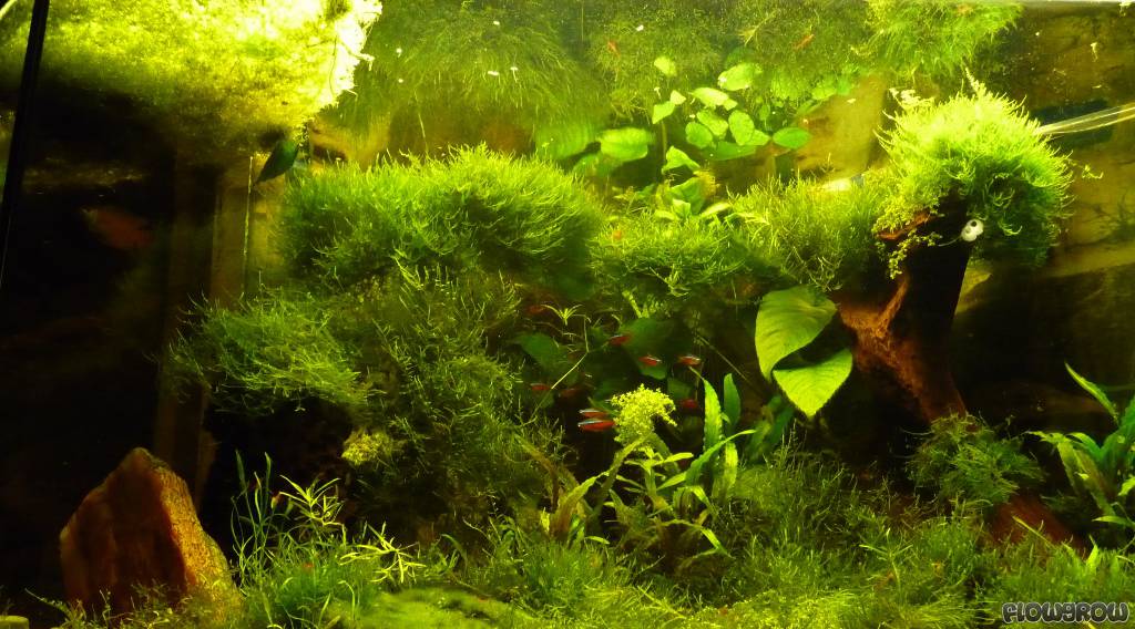 Nano Silvae - Flowgrow Aquascape/Aquarien-Datenbank