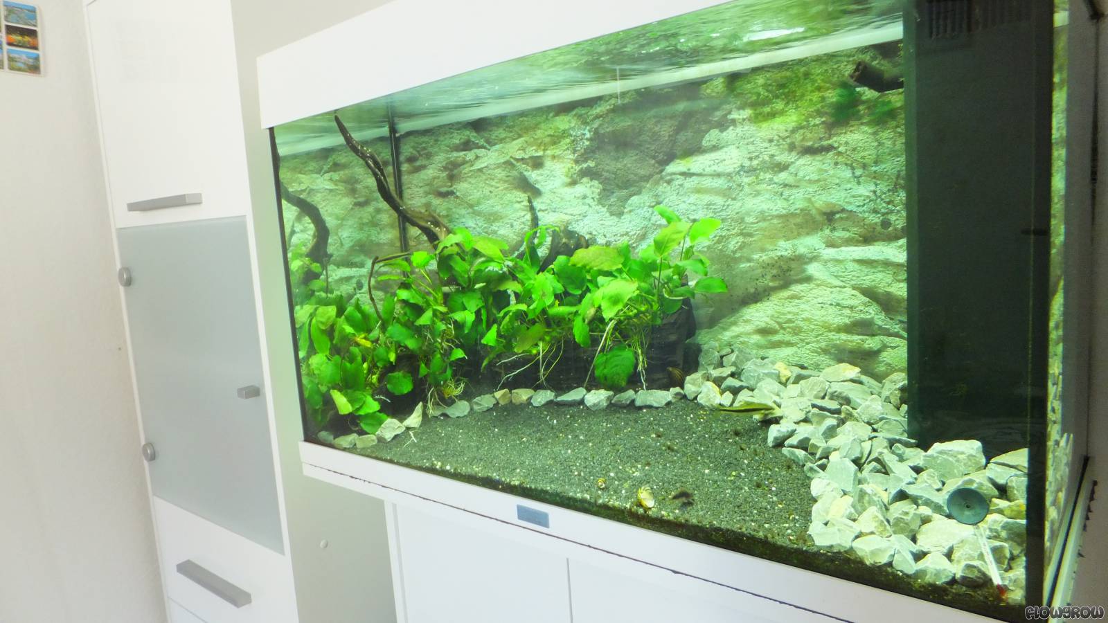Juwel Rio 125 - Flowgrow Aquascape/Aquarien-Datenbank