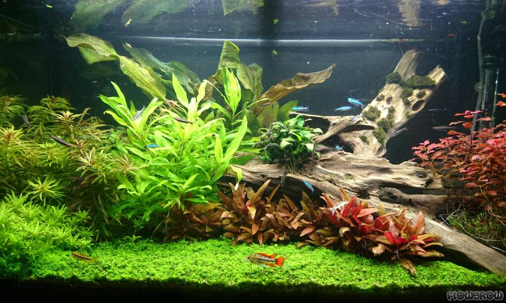 www.flowgrow.de