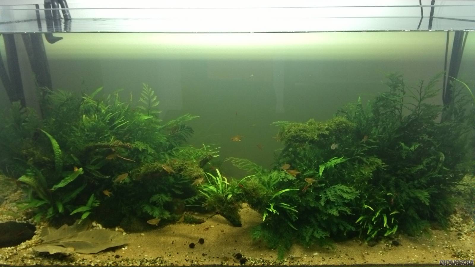 Low Budget Flowgrow Aquascape/AquarienDatenbank
