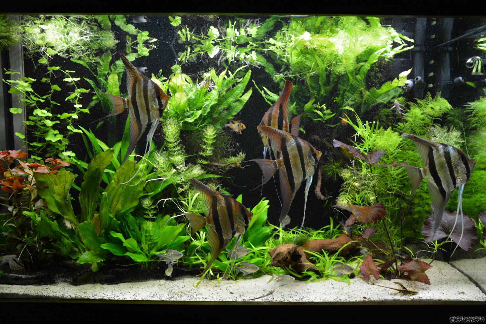 Mein Altum Becken - Flowgrow Aquascape/Aquarien-Datenbank