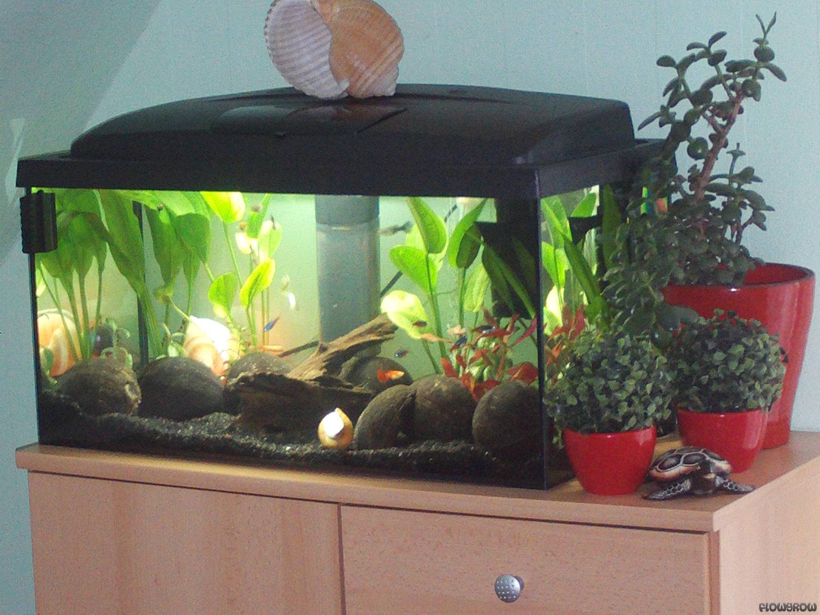 min 60 l. Paradies Flowgrow Aquascape/AquarienDatenbank