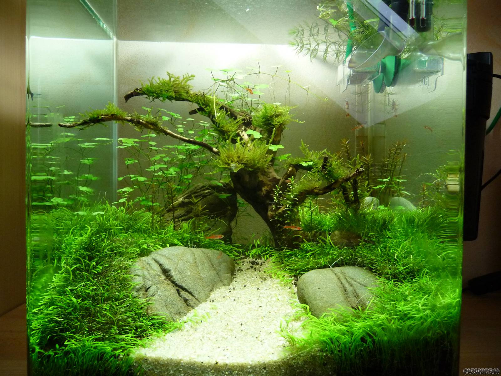 Nano Becken - Flowgrow Aquascape/Aquarien-Datenbank