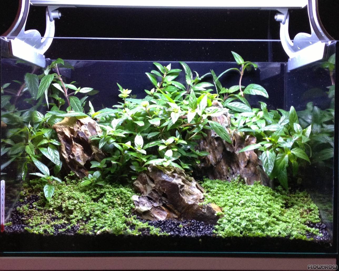 Nano emers Becken - Flowgrow Aquascape/Aquarien-Datenbank