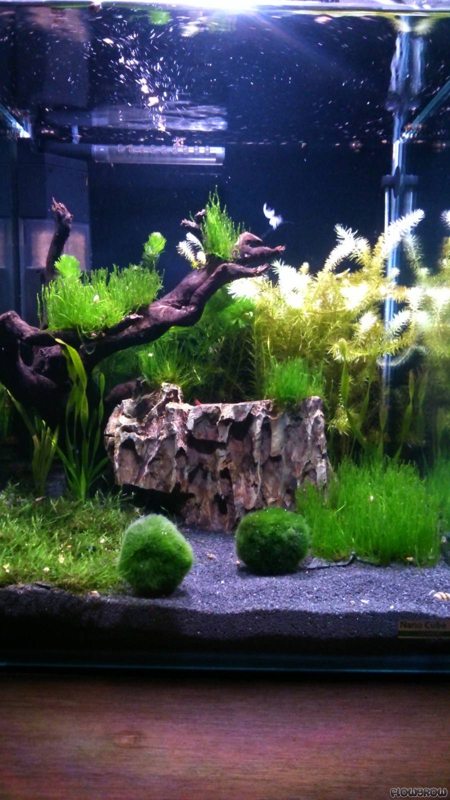 Nano Silvae - Flowgrow Aquascape/Aquarien-Datenbank