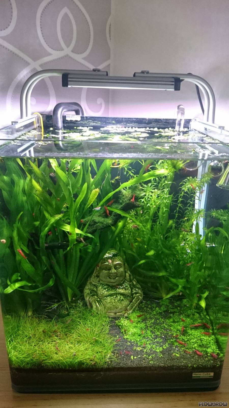 Nano Silvae - Flowgrow Aquascape/Aquarien-Datenbank