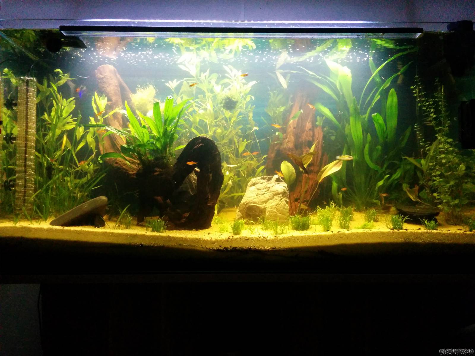 NoName - Flowgrow Aquascape/Aquarien-Datenbank