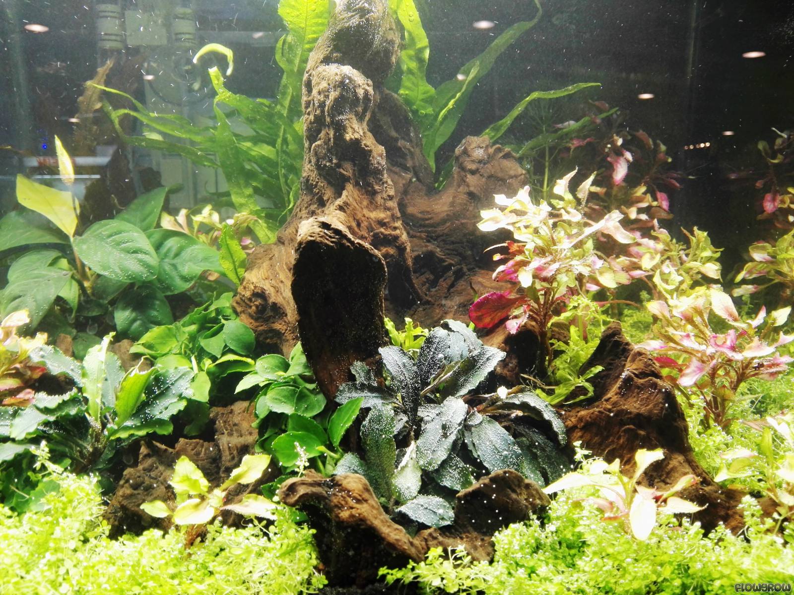 The Art of the Planted Aquarium - Flowgrow Aquascape/Aquarien-Datenbank
