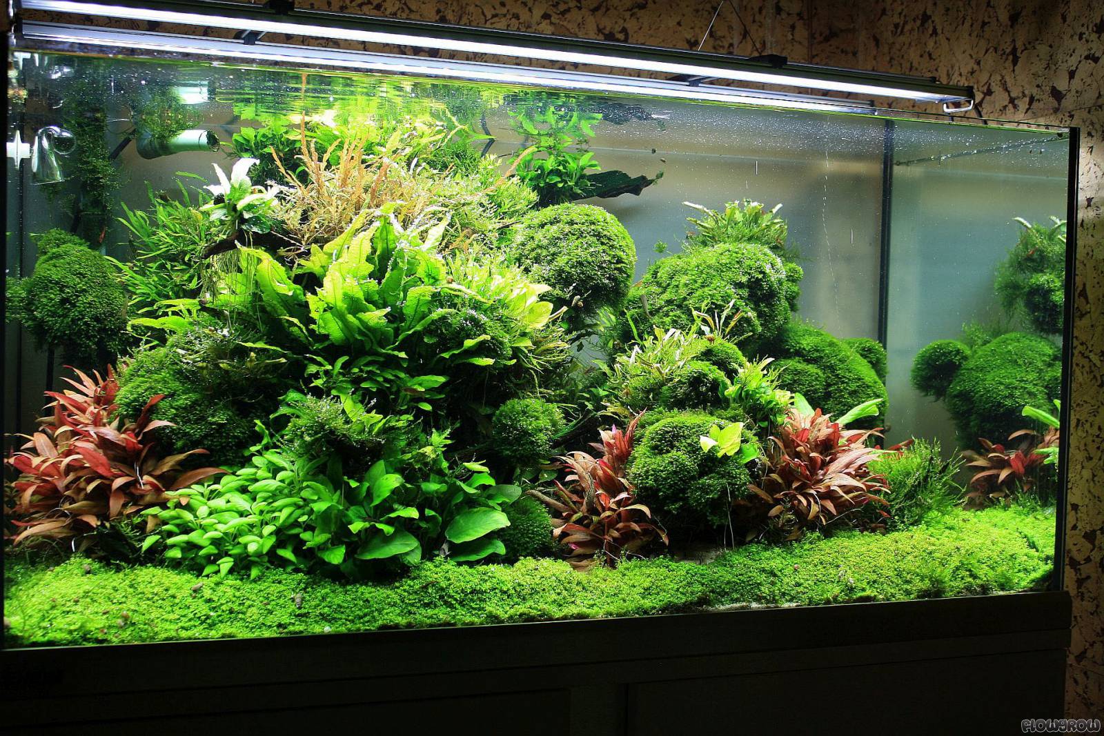Wald der Träume 2 Flowgrow Aquascape/AquarienDatenbank