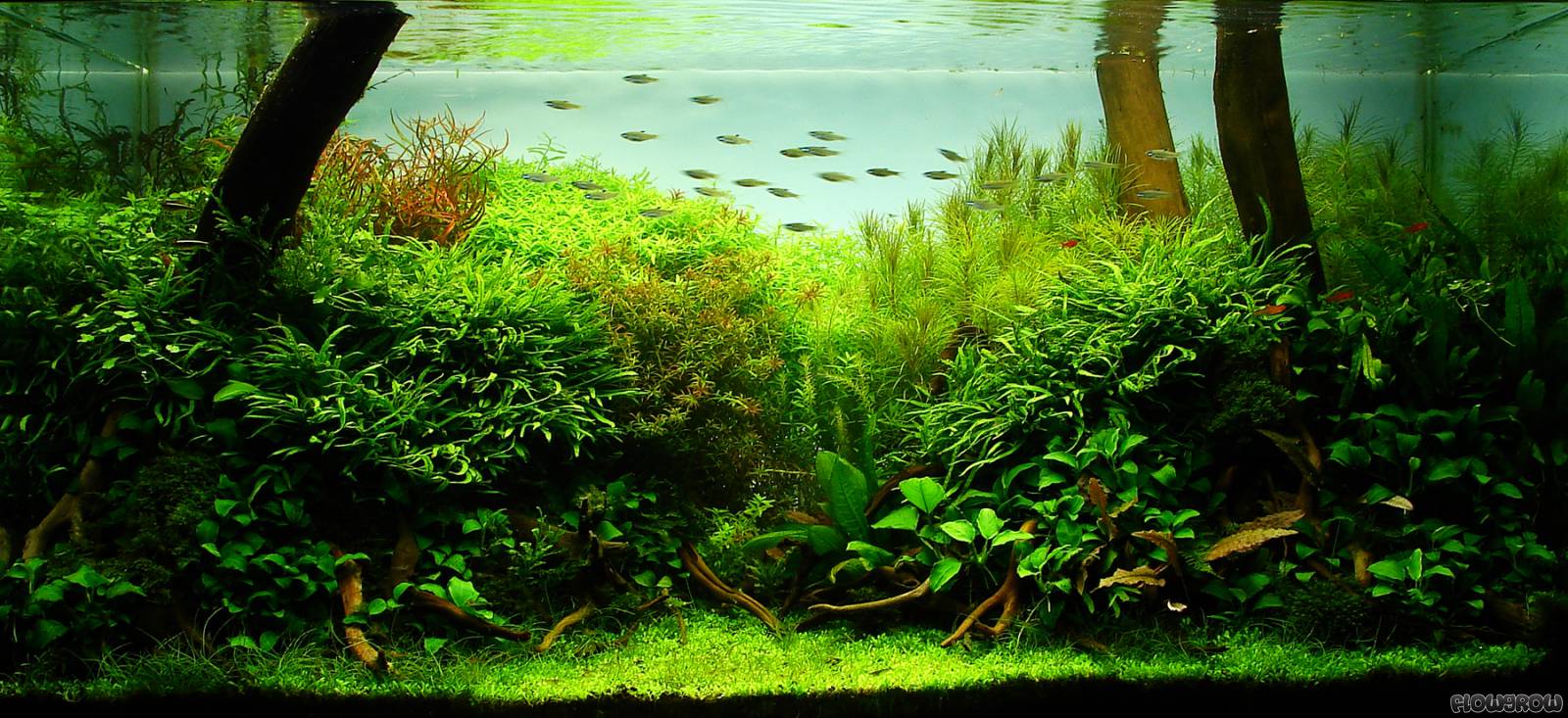 Was müssen das für Bäume sein... - Flowgrow Aquascape/Aquarien-Datenbank