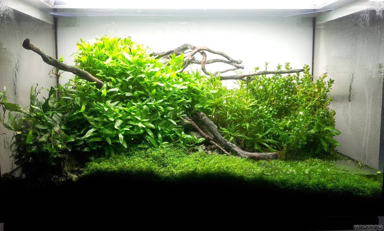 Wurzelgr n Flowgrow Aquascape Aquarien Datenbank wurzelgr-n-flowgrow-aquascape-aquarien-datenbank