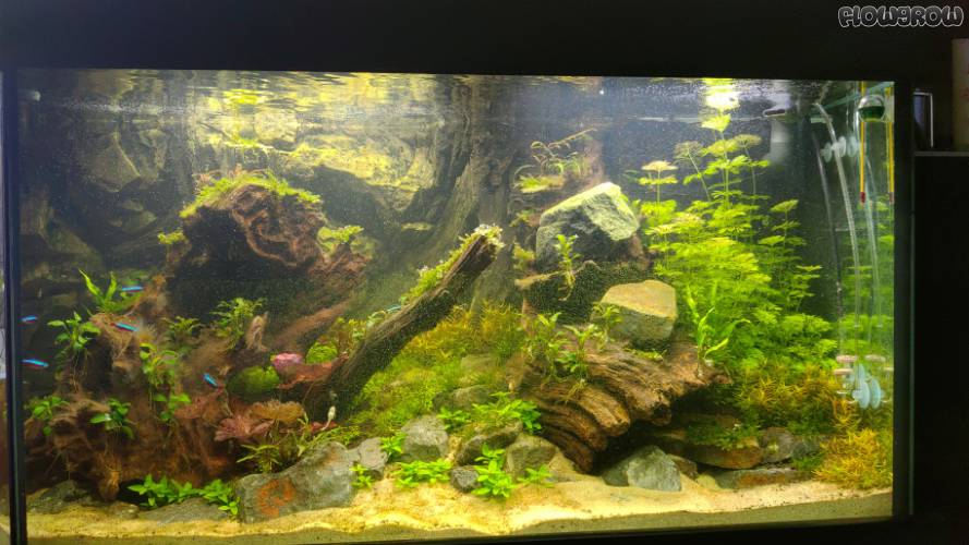 Orinoko Island - Flowgrow Aquascape/Aquarien-Datenbank