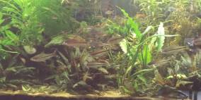 1000l Asien - Flowgrow Aquascape/Aquarien-Datenbank