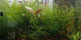 10L Wirbellosenbecken - Flowgrow Aquascape/Aquarien-Datenbank