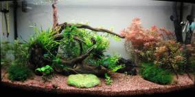 112l Versuchswiese - Flowgrow Aquascape/Aquarien-Datenbank